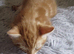 Ginger kitten