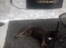 3 year old french bulldog