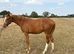 Very friendly Chestnut gelding