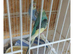 budgies for sale