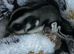 Beautiful baby male sugarglider