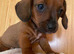 Miniature dachshund