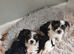 biewer terrier puppies ( small)