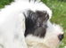 LOUIE KC Registered Old English Sheepdog READY NOW