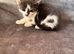Lovery friendly kittens looking for there new homes