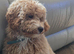 Male cockapoo