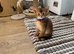 Abyssinian Tica reg. kittens