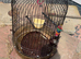 Barrel birdcage