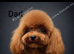 Beautiful Asian puppies