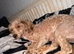 Cavapoo adult female