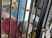 Baby galah cockatoo