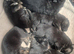 German shepherd puppies