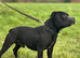 Champion Kc staffs for sale