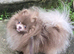 Royal KC Solid Lilac young male for stud