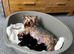 Outstanding Pedigree Yorkshire terrier puppies
