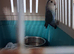 Love bird