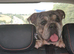 English bulldog girl