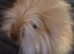 Full Face Angora buck