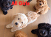 Beautiful CockerSpanial X Poodle pups