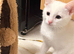 White kitten
