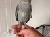 Hand reared ringnecks