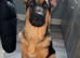 German shepherd pup for sale