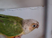 Conure Pair