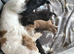 Cocker spaniel beautiful puppies