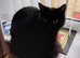 2 year old long hair black cat