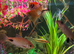 4 Angle Fish