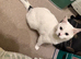 Active healthy white tom cat needs a family!