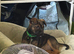 Jack Russell mixed