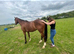 Stricking 17 h thoroughbred gelding