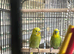 Budgies