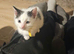 Kittens for sale 1 boy and 1 girl left