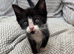 MALE KITTEN READY FOR NEW HOME