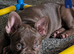 Beautiful girl looking for her home