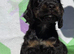 Kc Black and Tan boys only 17 dna health tested clear