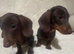 Stunning dachshund boys