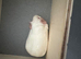 2 young girl Guinea pigs very calm and playful