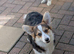 Two lovely health tested Pembrokeshire corgi girls