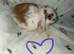 Mini lop bunnies