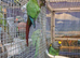 Stunning Baby Conure