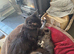 1 male maine coon
