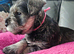Minature Shnauzer Puppy