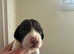 KC Reg L&W Springer Spaniel Puppies