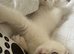 White Scottish Fold female kitten