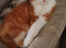 Ginger and white fluffy boy