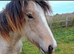 Buskin filly