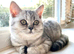TICA registered British short hair kittens